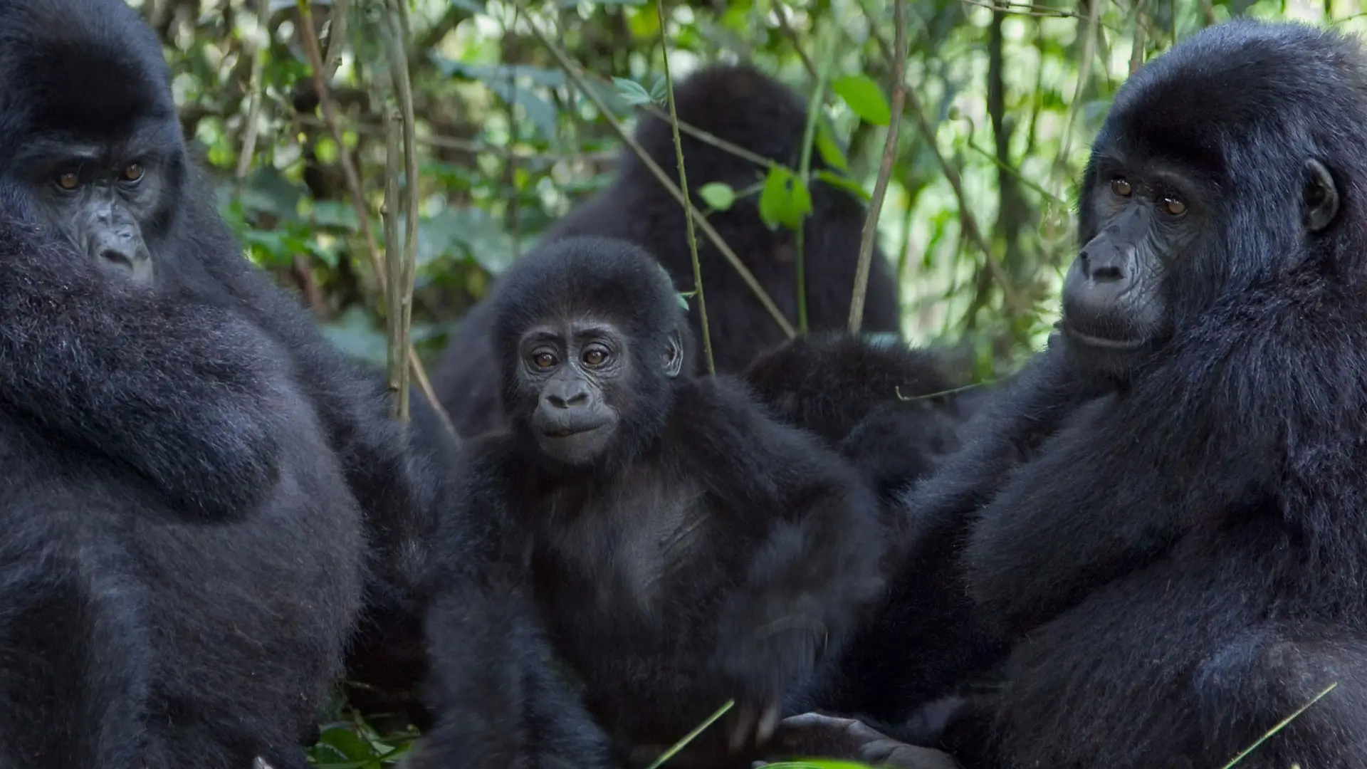 Ugandan safari chimpanzees